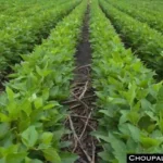 Soybean Crop