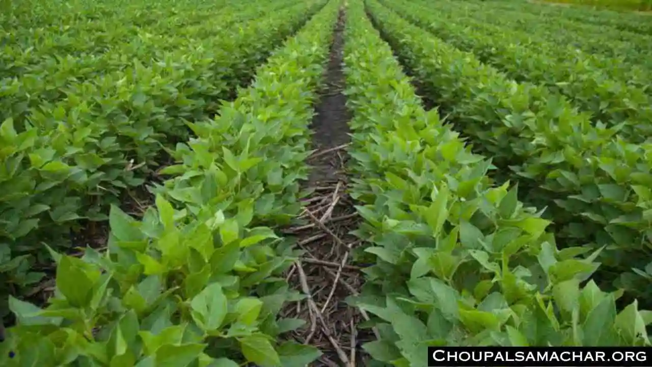 Soybean Crop